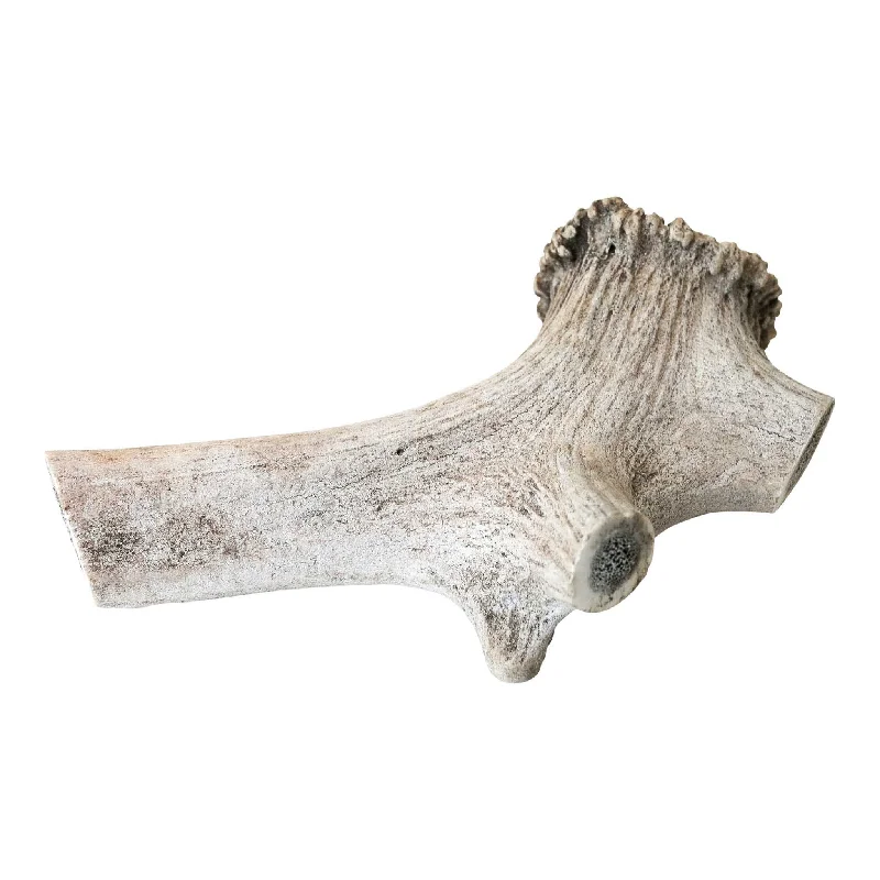 Australian Red Deer Antlers